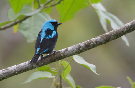 Scarlet-thighed Dacnis (Dacnis venusta) photo