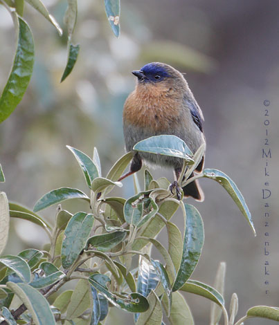 Tit-like Dacnis (Xenodacnis parina) photo image