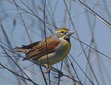Dickcissel (Spiza americana) photo image