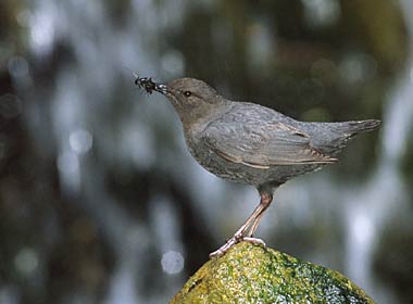 American Dipper (Cinclus mexicanus) photo image