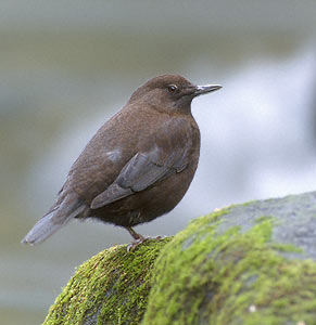 Brown Dipper (Cinclus pallasii) photo image