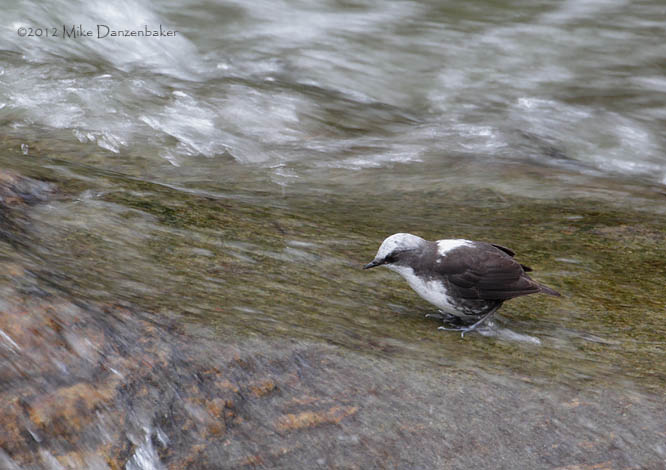 White-capped Dipper (Cinclus leucocephalus) photo image