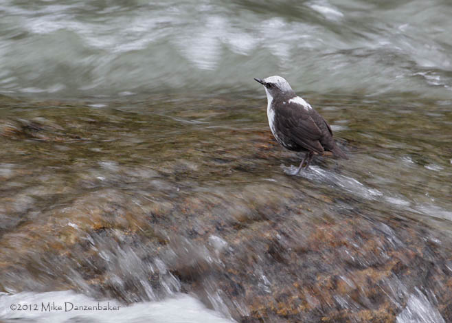 White-capped Dipper (Cinclus leucocephalus) photo image
