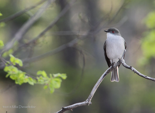 Fire-eyed Diucon (Xolmis pyrope) photo
