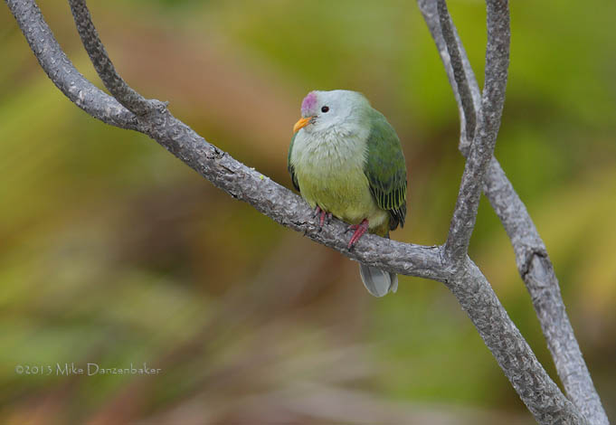 Atoll Fruit Dove (Ptilinopus coralensis) photo image