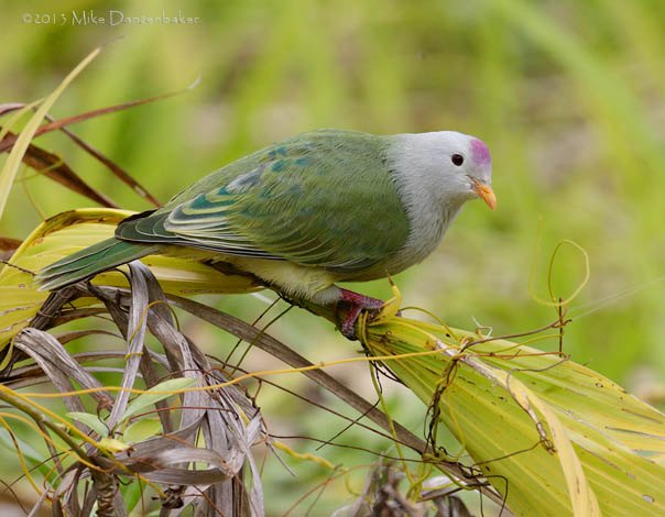 Atoll Fruit Dove (Ptilinopus coralensis) photo image