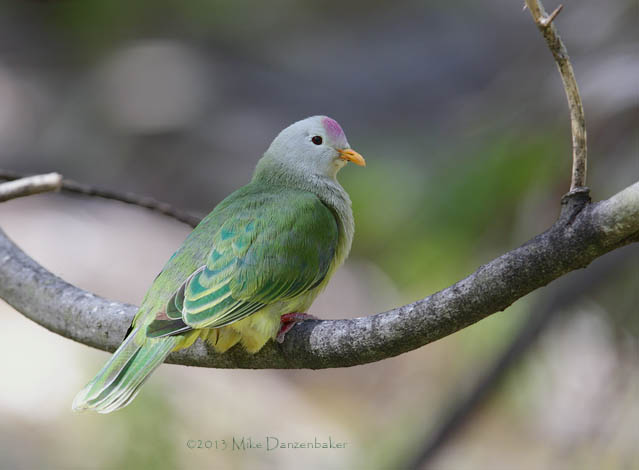 Atoll Fruit Dove (Ptilinopus coralensis) photo image
