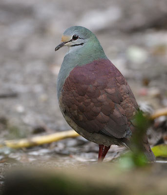 Buff-fronted Quail-Dove (Geotrygon costaricensis) photo