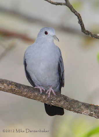 Blue Ground Dove (Claravis pretiosa) photo