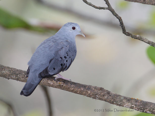 Blue Ground Dove (Claravis pretiosa) photo