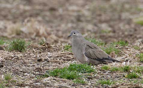 Black-winged Ground Dove (Metriopelia melanoptera) photo image