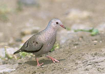 Common Ground Dove (Columbina passerina) photo image
