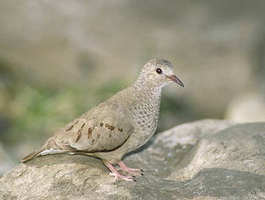 Common Ground Dove (Columbina passerina) photo image