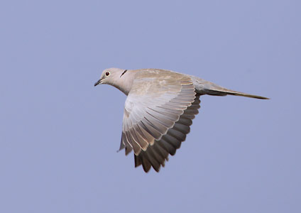 Eurasian Collared Dove (Streptopelia decaocto) photo image