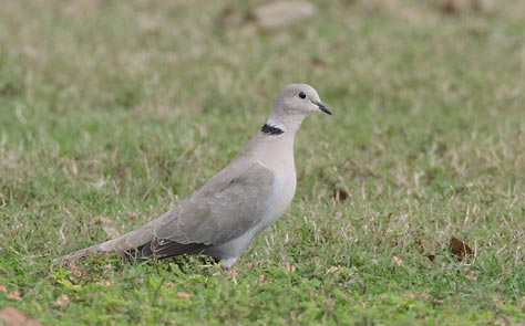 Eurasian Collared Dove (Streptopelia decaocto) photo image