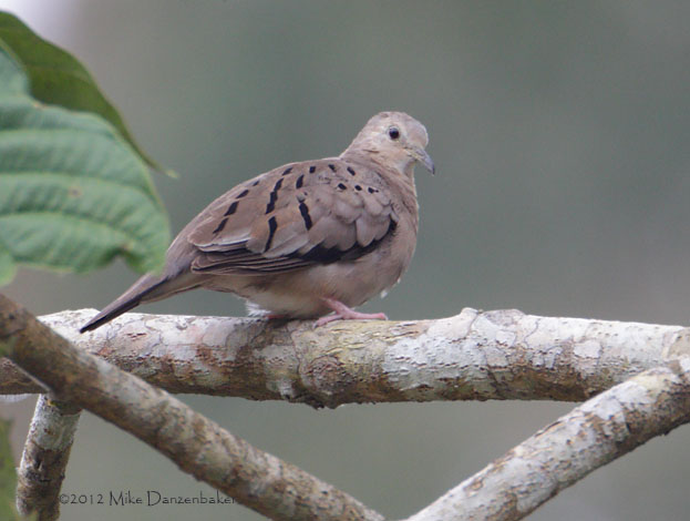 Ecuadorian Ground Dove (Columbina buckleyi) photo