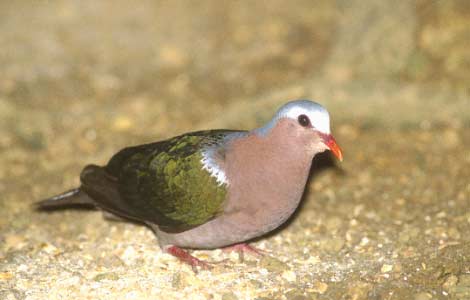 Common Emerald Dove (Chalcophaps indica) photo image