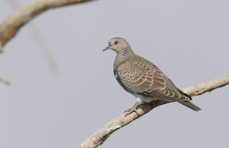 European Turtle-Dove (Streptopelia turtur) photo
