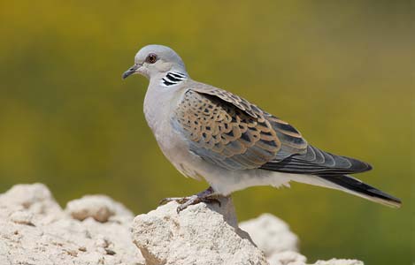 European Turtle-Dove (Streptopelia turtur) photo