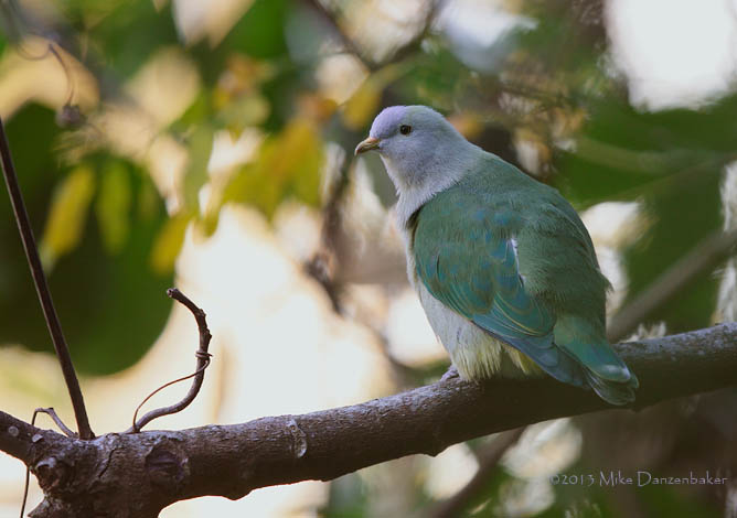 Grey-green Fruit Dove (Ptilinopus purpuratus) photo