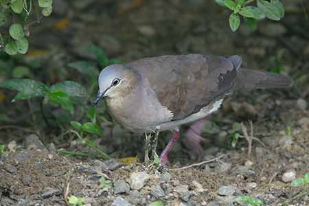 Gray-fronted Dove (Leptotila rufaxilla) photo image