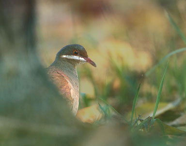 Key West Quail-Dove (Geotrygon chrysia) photo image