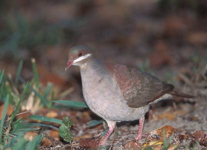 Key West Quail-Dove (Geotrygon chrysia) photo image