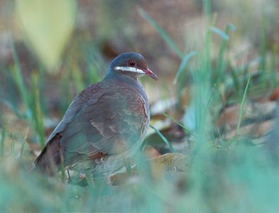 Key West Quail-Dove (Geotrygon chrysia) photo image