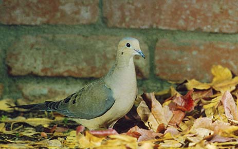 Mourning Dove (Zenaida macroura) photo image