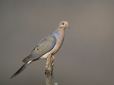 Mourning Dove (Zenaida macroura) photo image