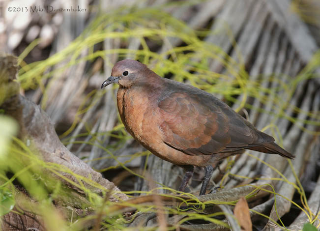 Polynesian Ground Dove (Gallicolumba erythroptera) photo