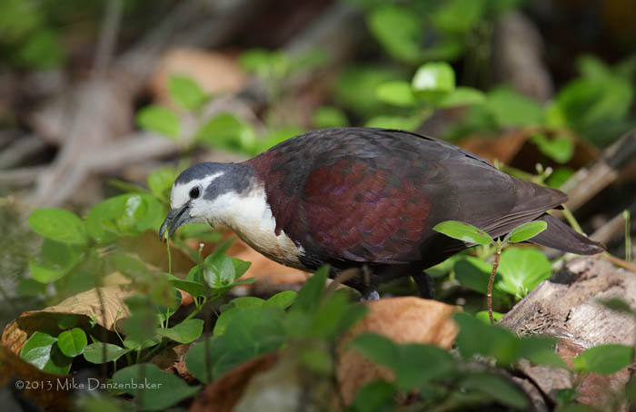 Polynesian Ground Dove (Gallicolumba erythroptera) photo