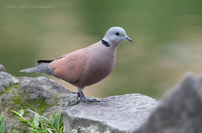 Red Turtle Dove (Streptopelia tranquebarica) photo