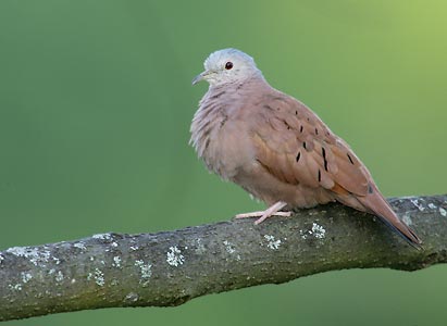 Ruddy Ground Dove (Columbina talpacoti) photo image