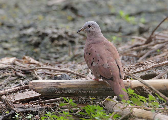 Ruddy Ground Dove (Columbina talpacoti) photo