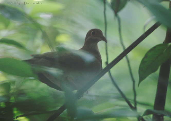Ruddy Quail-Dove (Geotrygon montana) photo image