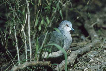 White-tipped Dove (Leptotila verreauxi) photo image