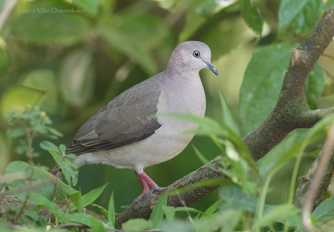White-tipped Dove (Leptotila verreauxi) photo