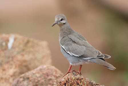 White-winged Dove (Zenaida asiatica) photo image