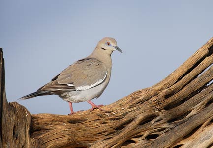 White-winged Dove (Zenaida asiatica) photo image