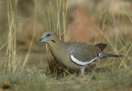 White-winged Dove (Zenaida asiatica) photo image