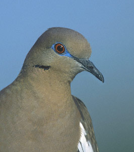 White-winged Dove (Zenaida asiatica) photo image