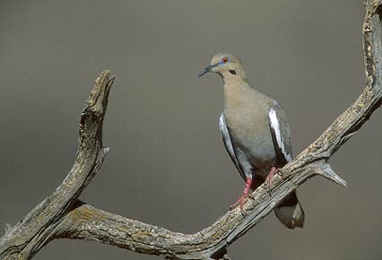 White-winged Dove (Zenaida asiatica) photo image