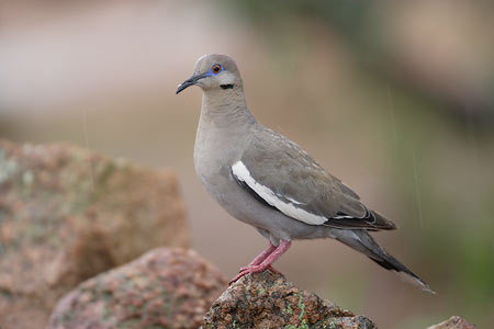 White-winged Dove (Zenaida asiatica) photo image