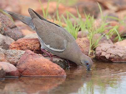 White-winged Dove (Zenaida asiatica) photo image