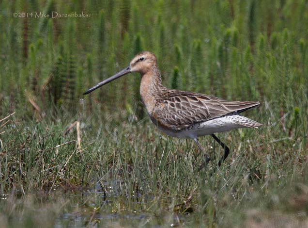 Asian Dowitcher (Limnodromus semipalmatus) photo image
