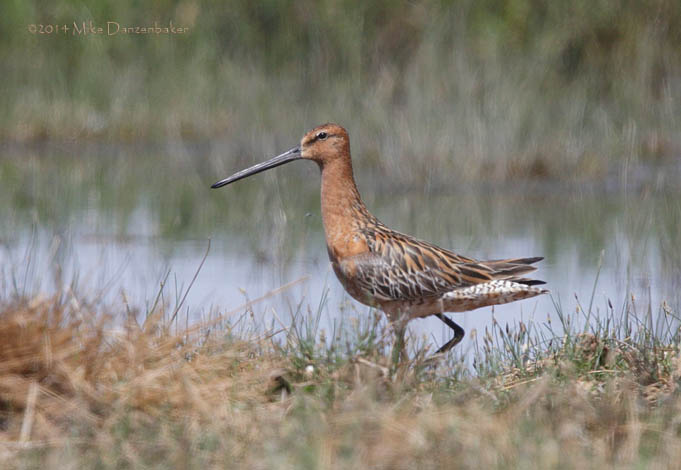 Asian Dowitcher (Limnodromus semipalmatus) photo image