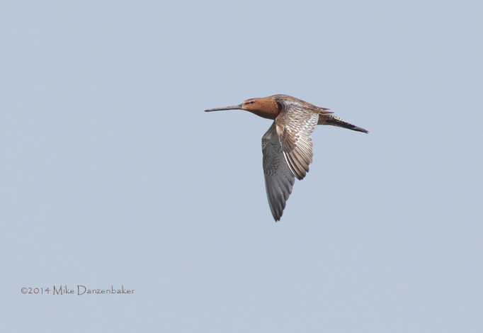 Asian Dowitcher (Limnodromus semipalmatus) photo image