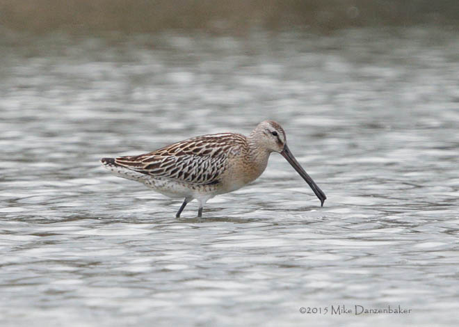 Asian Dowitcher (Limnodromus semipalmatus) photo image