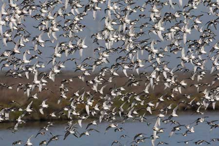 Long-billed Dowitcher (Limnodromus scolopaceus) photo image